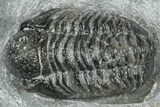 Bargain, Detailed Gerastos Trilobite Fossil - Morocco #363939-1
